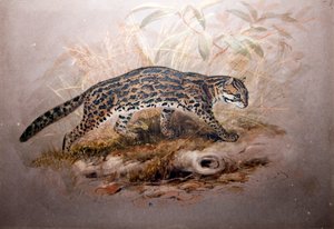 Ocelot, 1851-52 da Joseph Wolf